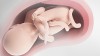 胎盤とは何だろう?完成時期や役割・関連する病気 胎盤とは何だろう?完成時期や役割・関連する病気