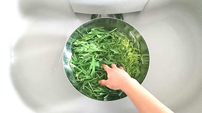 ボウルの中で洗われる水菜
