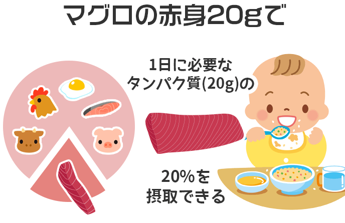 マグロの赤身20gで1日に必要なタンパク質(20g)の20%を摂取できる
