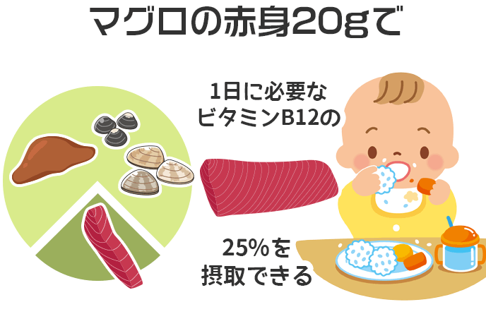 マグロの赤身20gで1日に必要なビタミンB12の25%を摂取できる