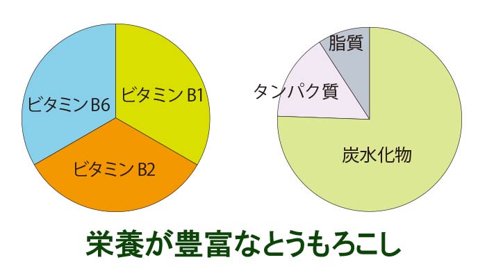 とうもろこしの栄養