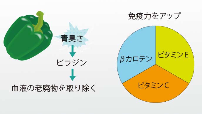 ピーマンに含まれる栄養素